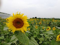 -曲江薰衣草庄园