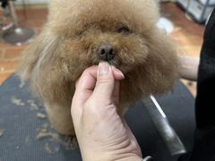 -鑫艺宠物美容培训学校