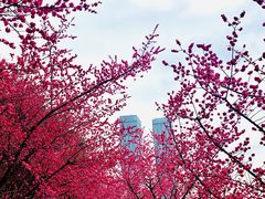 -望江楼公园