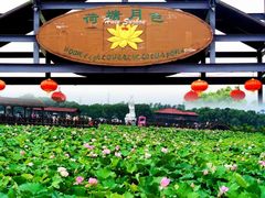 -荷塘月色湿地公园·向阳花洲