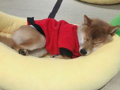 -逗柴咖啡屋·狗咖猫咖宠物桌游