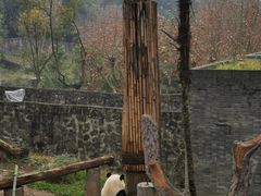 -都江堰中华大熊猫苑