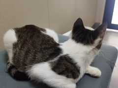 -瑞派宠物医院·犬猫全科·猫友好(宾水西道店)