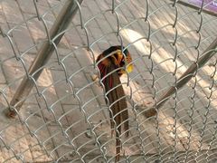 -广东茂名森林公园