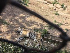 -大连森林动物园