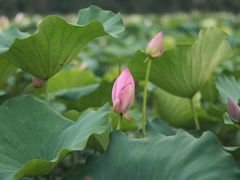 -荷塘月色湿地公园·向阳花洲
