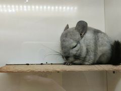 -龙猫仔乐园(惠福东路店)