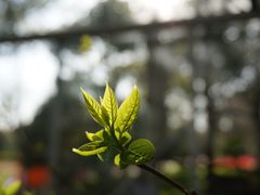-上海鲜花港