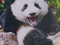 -成都大熊猫繁育研究基地