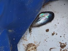 -西湖外事游船(花港观鱼码头)