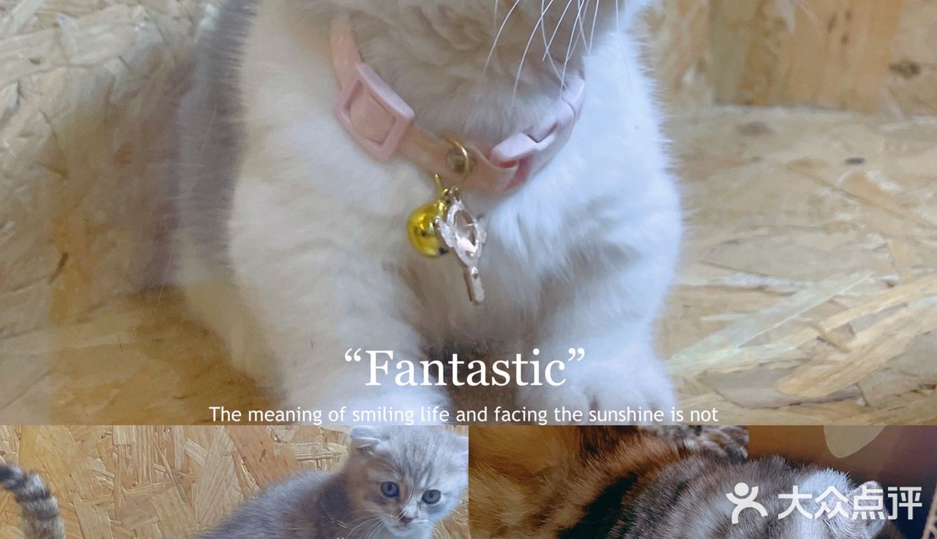 广州撸猫圣地好去处🐈 MOYOMA 摸幺喵来啦‼️