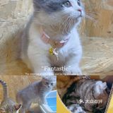 广州撸猫圣地好去处🐈 MOYOMA 摸幺喵来啦‼️