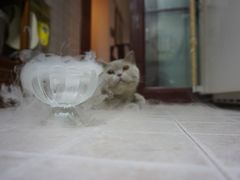 -歎雪糕低糖低脂Gelato冰淇淋