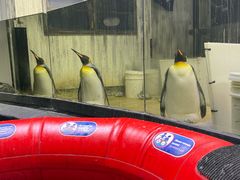 -悉尼海洋生物水族馆