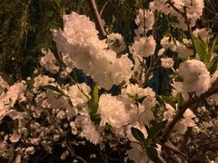 -海棠花溪(元大都城垣遗址公园)