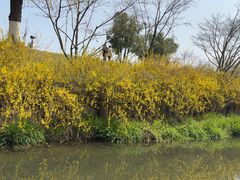 -羊山湖公园