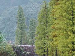 -广州市石门国家森林公园