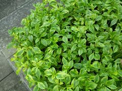 -广东茂名森林公园