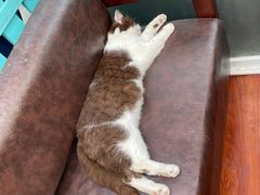 -猫小院猫主题咖啡厅(北锣店)