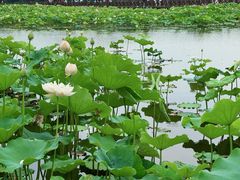 -荷塘月色湿地公园·向阳花洲