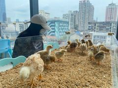 -怪兽屋·羊驼·猫咖·狗咖(俊华广场店)