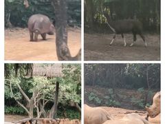 -广州长隆野生动物世界