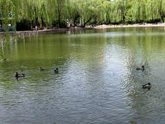 -团结湖公园