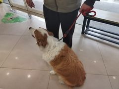 -艾贝尔宠物医院 ·中兽医·宠保定点(北门桥店)