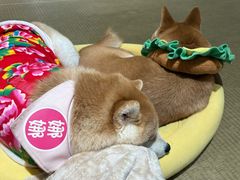 -逗柴咖啡屋·狗咖猫咖宠物桌游