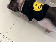 -怪兽屋·羊驼·猫咖·狗咖(俊华广场店)