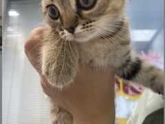 -美联众合动物医院(·中兽医·疑难杂症·严家桥分院)