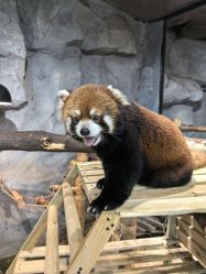 -Zoolung Zoolung动物主题公园(海信广场店)