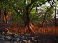 -宝安西湾红树林湿地公园