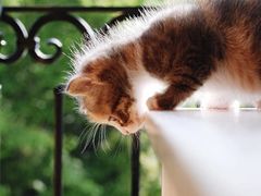 -薛记襄阳香辣牛肉面(平安路店)