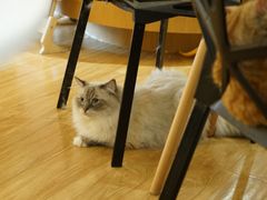 -滚猫咖啡·猫咖·猫友好撸猫(未来城店)