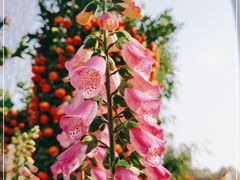 -海心沙亚运公园