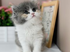 -小猫来了·猫舍(红山六九七九店)