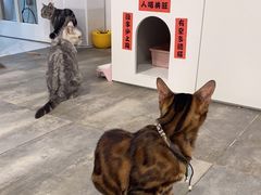 -楼上猫咖(罗湖店)