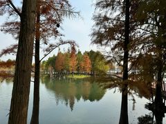 -贡湖湾湿地公园