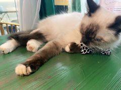 -喵喵咪呀布偶猫咖(春熙路店)