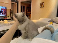 -读宠于你·约克夏比熊·睫角守宫·爬宠售卖(高新店)