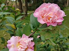 -深圳国际园林花卉博览园