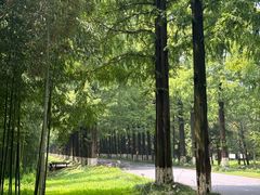 -黄海国家森林公园