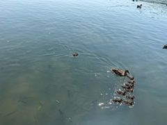 -西湖外事游船(湖滨二公园外事游船码头)