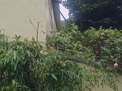 -老张烤羊(王哥庄店)