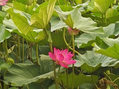 -长春市南湖公园