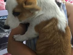 -中农大我爱我爱24h动物医院·中医针灸·猫专科·骨科医疗中心(双井店)