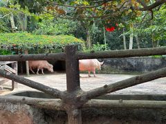 -海南热带野生动植物园
