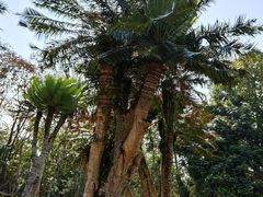 -中国科学院西双版纳热带植物园