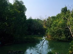 景点-大湾区中央湿地公园